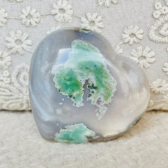 Agát koralový kvet zelený 