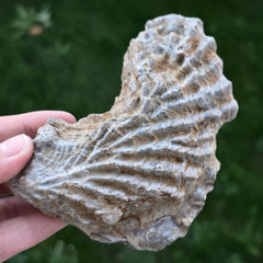 Trilobit